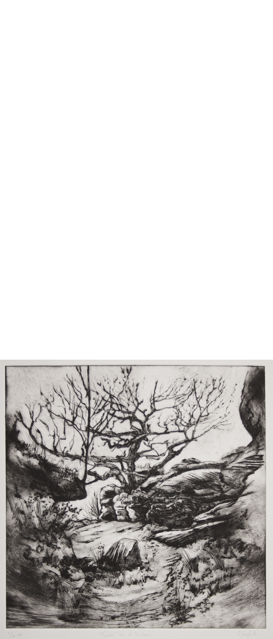 Twisted-Tree-at-Brimham copy